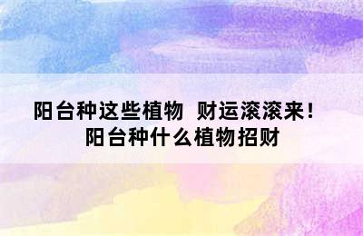 阳台种这些植物  财运滚滚来！ 阳台种什么植物招财